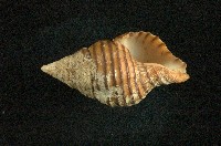 旋螺藏品圖，第3張